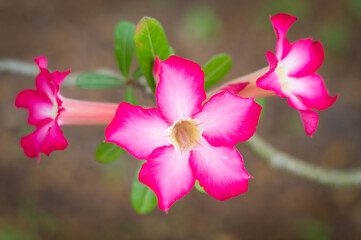 Pink bignonia flowers or Adenium flower,Adenium multiflorum,Pink Desert rose flower in the garden with blurry green leaf.beautiful pink azalea flower in garden.Desert rose.