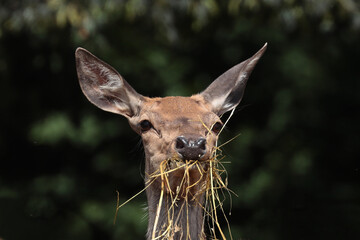 Macro shot of a roe deer eating dry grass on a leaves background © Robert Nieznański/Wirestock