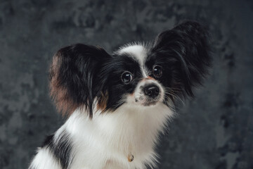 Headshot of purebred papillon puppy with black white fur