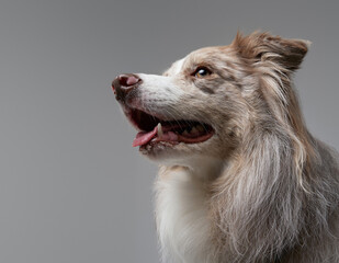 Cheerful scotland sheepdog with fluffy fur against grey background