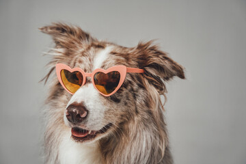 Fototapeta premium Portrait of stylish scotland shepherd with pink sunglasses
