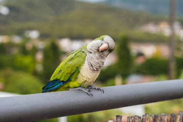 Argentine parrot with mocking look on a railing outdoors