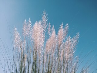 Obraz premium Beautiful catkin flowers with blue sky background.