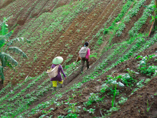 women walking in onion plantations