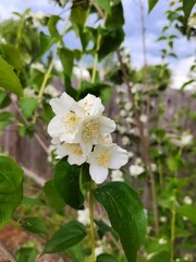 apple tree flower