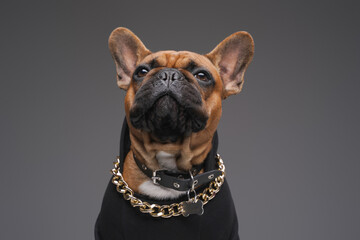 Brown french bulldog with golden chain in black sweater