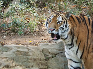 凛々しい虎のいる風景