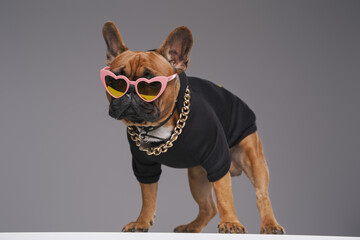 Stylish bulldog in black sweater with heart shaped sunglasses