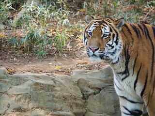 凛々しい虎のいる風景