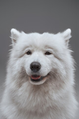 Pedigreed russian dog with fluffy fur isolated on gray