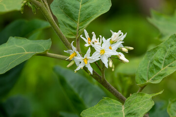 fresh bouquet eggplant flower white and yellow color blooming. glowing herbal plant tree with green leaves in botany garden. herbal fruit ingredient for vegetarian.