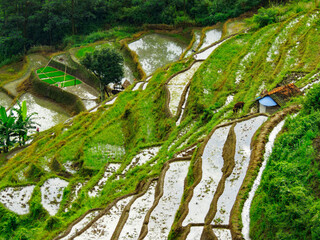 rice terraces in java