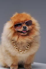 Tiny spitz dog with golden chain and cool sunglasses