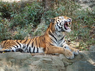 あくびをする虎