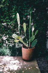 cactus in a pot