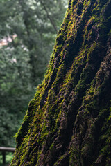 Close-up of an old pine tree bark with green moss on a forest background