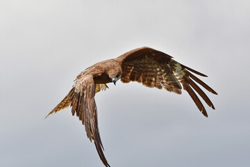 鳥, フライング, フライト, 自然, タカ, 空, 野生生物, ワシ, 動物,...