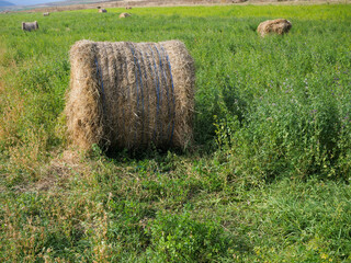 Forgotten alfalfa hay bales on the growing alfala field at early autumn.