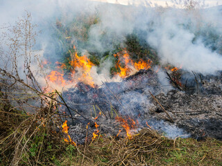 Quickly spreading wildfire close up shot, negligent people causing the fire , burning the dried potato stems.