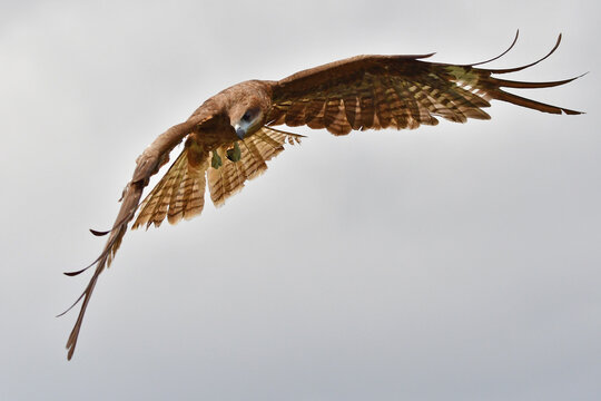 6 552 件の最適な 鳶 画像 ストック写真 ベクター Adobe Stock