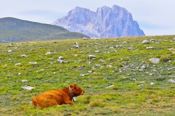 Pascolo tra i monti con un bovino in relax, a Piana di Campo imperatore e corno grande. grande...