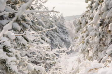 Forest with snowy pine trees. Frozen landscape with snow in Christmas holidays