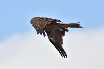 鳥, フライング, フライト, 自然, タカ, 空, 野生生物, ワシ, 動物, 鳶、トンビ