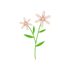 flower blossom vector illustration design on white background