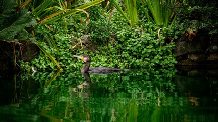 Pond With Cormorant 