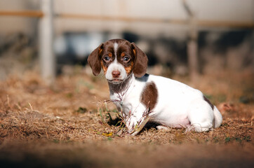 Dachshund dog lovely portrait cute paibold puppy
