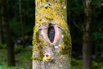 Beech trunk with a knot that looks like an eye, covered with moss in the forest