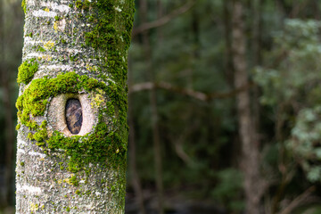 Beech trunk with a knot that looks like an eye, covered with moss in the forest