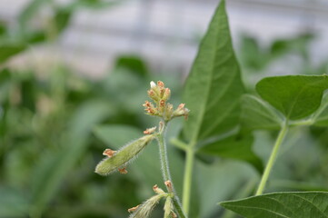White flower and small soybean pods in the terminal branch that characterizes the determined growth habit