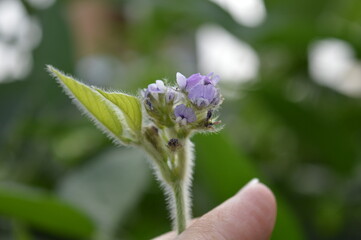 Purple soy flower in terminal branch that characterizes the determined growth habit