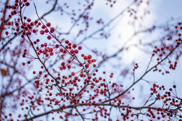 apples berries on a branch in autumn