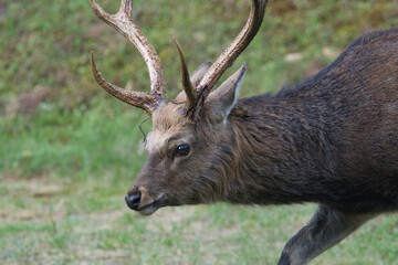 Young handsome stag portrait