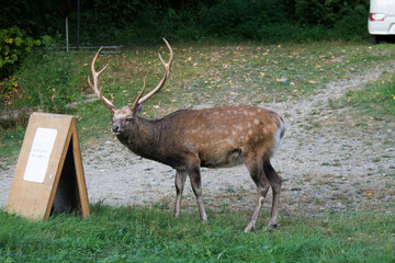 Stag standing beside Sign Human-Wildlife Coexistence pics
