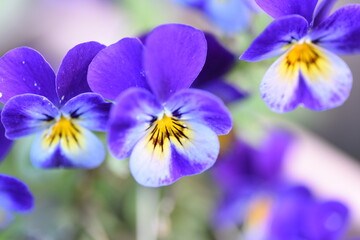 blue and yellow pansies 