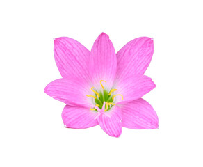 single blooming fresh grandiflora pink flower blooming yellow pollen. Isolated on white background with clipping path