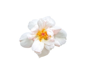 Obraz premium soft beauty white rose yellow pollen abstract shape. symbol of love in valentine day. soft fragrant aroma flora. Isolated on white background with clipping path.