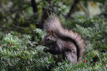 Hokkaido Eurasian Squirrel eating berries