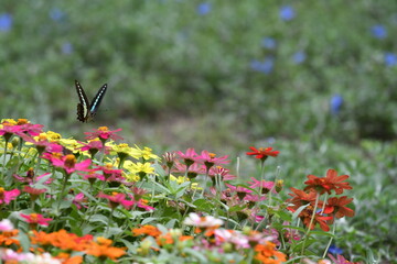 蝶, 花, むし, 自然, サマータイム, マクロ, 動物, 庭, 羽, 美しさ, 植える, 野生生物, オレンジ, 花, 蠅, アップ, とぶ, 羽, 美しい, 黄色, 色, 葉, ピンク, 植物, 動物相、アゲハ蝶、アオスジアゲハ