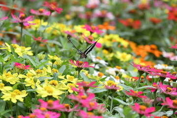 蝶, 花, むし, 自然, サマータイム, マクロ, 動物, 庭, 羽, 美しさ, 植える, 野生生物, オレンジ, 花, 蠅, アップ, とぶ, 羽, 美しい, 黄色, 色, 葉, ピンク, 植物, 動物相、アゲハ蝶、アオスジアゲハ