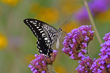 蝶, 花, むし, 自然, サマータイム, マクロ, 動物, 庭, 羽, 美しさ, 植える, 野生生物, オレンジ, 花, 蠅, アップ, とぶ, 羽, 美しい, 黄色, 色, 葉, ピンク, 植物, 動物相、アゲハ蝶、アオスジアゲハ