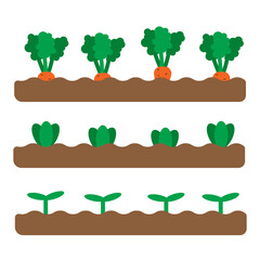 Set of 3 garden beds with different growing vegetables and plants. Flat spring garden illustration. Gardening icons. Vector illustration in cartoon flat style. Urban farming and agriculture concept. 