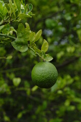 Fruit of lemon, on the branch