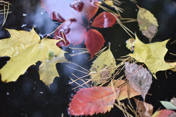 autumn leaves on the water