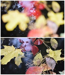 collage - autumn leaves on the water