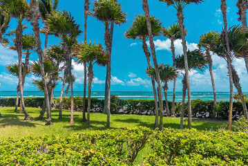 Naklejka premium Scenic view of coconut and palm trees in garden in front of beautiful seascape against cloudy sky. Public park in front of scenic ocean