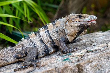 Close up of iguana lizard crawling on stone in Xcaret ecotourism park. Alert camouflaged iguana lizard on rocky floor